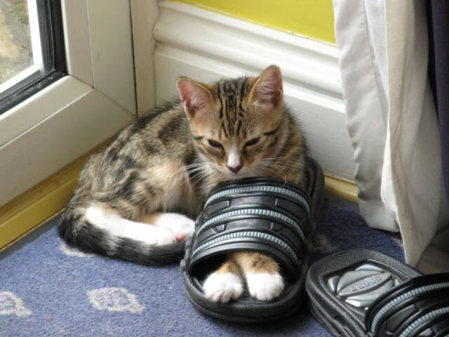 跨越时空的决胜者,从洛杉矶到马德里,伦纳德式的接管艺术